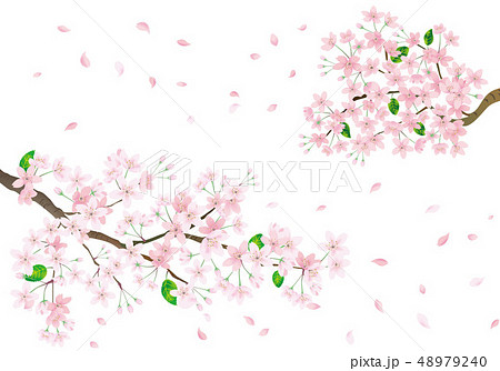 桜の花 花びら のベクター素材集 ピクスタ