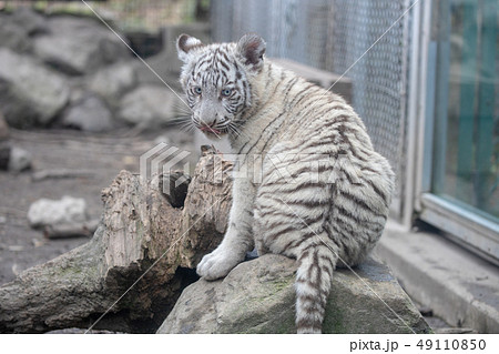 ホワイトタイガー ベンガルトラ 赤ちゃん 虎の写真素材