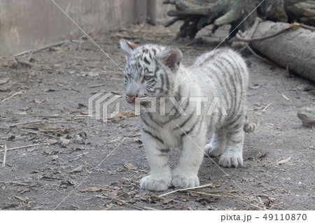 ホワイトタイガー ホワイトタイガーの赤ちゃん ホワイトタイガーのあかちゃん 赤ちゃんホワイトタイガーの写真素材