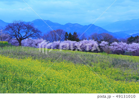 菜の花 桜 篠窪 サクラの写真素材