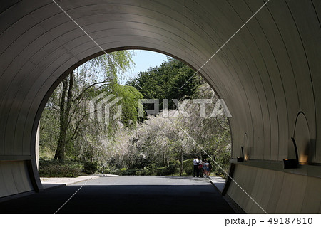 Sakura in the tunnel of Miho Museum - Stock Photo [76386128] - PIXTA