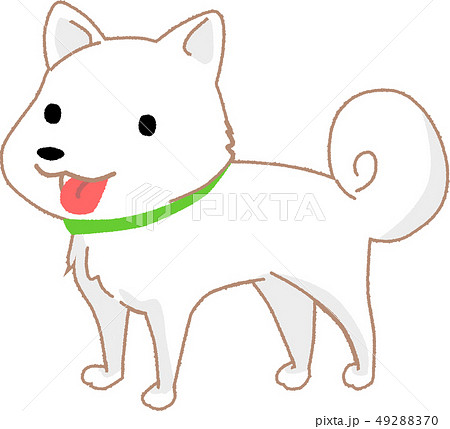 白柴 子犬の写真素材