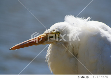 ペリカンの捕食の写真素材