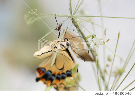 アゲハ 蝶 孵化 あげはの写真素材