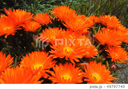 マツバギク 花 オレンジ 橙色の写真素材