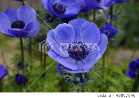 アネモネ コロナリアの写真素材