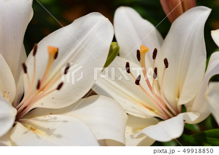 百合 花 花畑 伊江島の写真素材