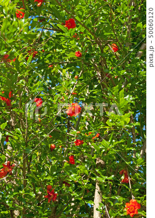 花 ザクロ 柘榴 木 朱色の写真素材