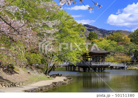奈良公園 桜 浮御堂 春の写真素材 - PIXTA