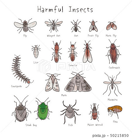ムカデのイラスト素材集 ピクスタ