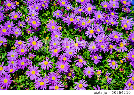 紫色のマーガレットの写真素材