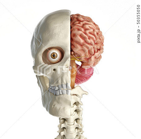 Cranium Illustrations Cranium Illustrations