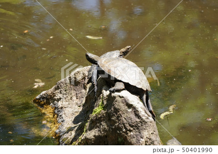 ゼニガメ 甲羅 自然 かわいいの写真素材
