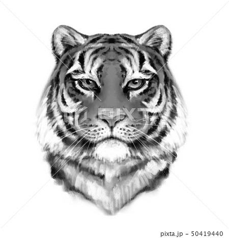 動物画像のすべて 驚くばかりかっこいい 白黒 虎 イラスト
