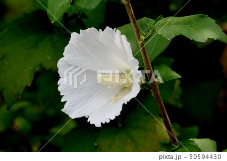 もくげの写真素材