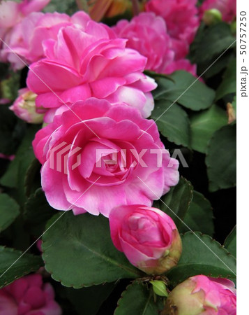 インパチェンス カリフォルニアローズフィエスタの写真素材