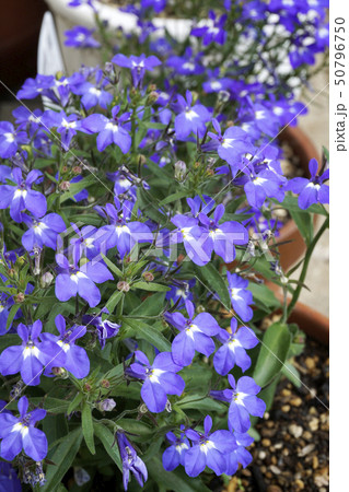 花 ロベリア ルリミゾカクシ ルリチョウソウの写真素材