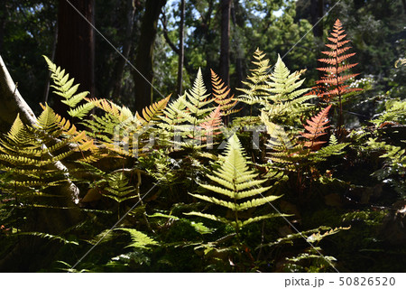 胞子によって増える植物の写真素材