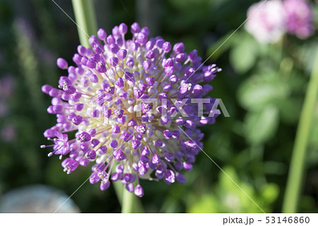 ネギ科 花の写真素材