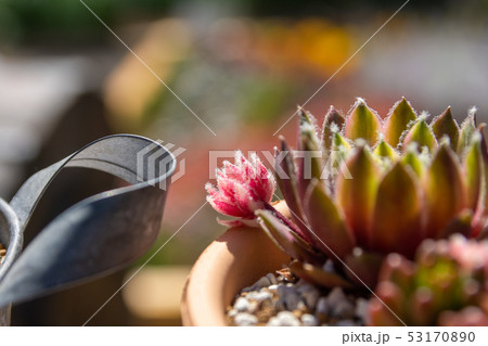 センペルビウム センペルビューム 花の写真素材 センペルビウム センペルビューム 花の写真素材