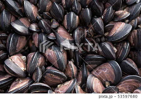 ニタリ貝の写真素材