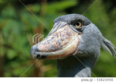 ハシビロコウ 鳥 かっこいい かわいいの写真素材