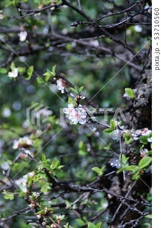 盆栽 桜桃 ユスラウメ 梅桃の写真素材