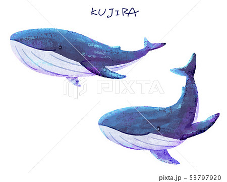 ザトウクジラのイラスト素材 Pixta