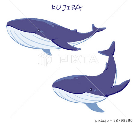 ザトウクジラのイラスト素材