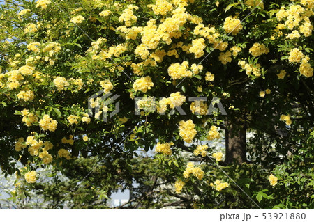 モッコウバラ 常緑つる性低木 中国原産 バラ科の写真素材
