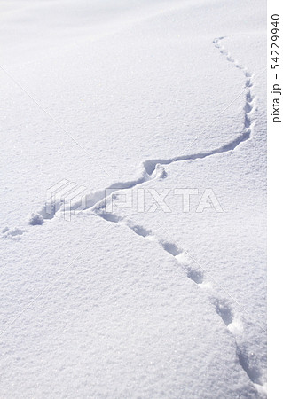 雪 足跡 動物 小動物の写真素材