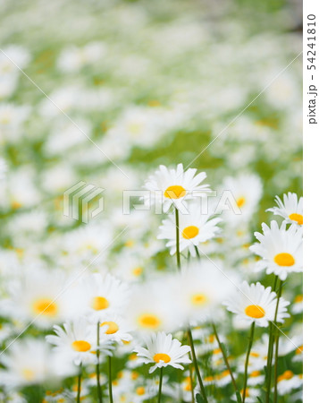 フランス菊 花畑の写真素材