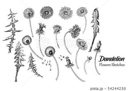 野の花のイラスト素材