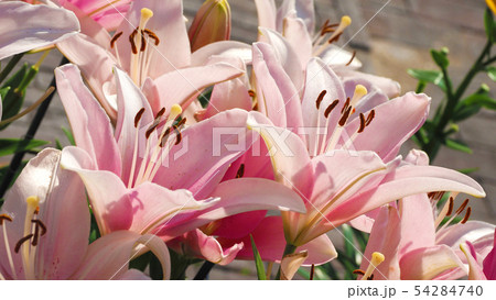 百合の花の写真素材