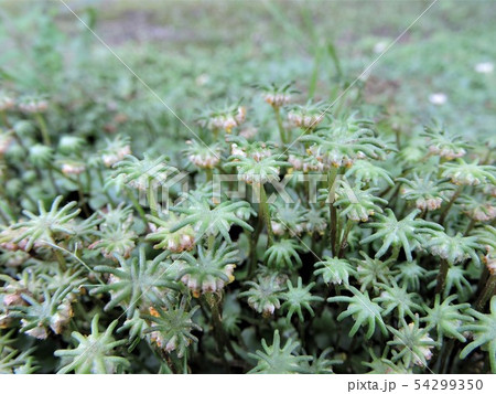 ゼニゴケ属の写真素材