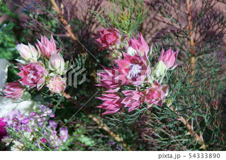 セルリア 花 セルリア カルメン 植物の写真素材