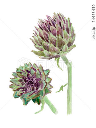 アーティーチョークのイラスト素材 - PIXTA