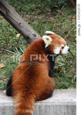 しっぽ 尻尾 茶色 レッサーパンダの写真素材