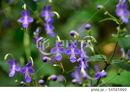 植物 花 花畑 トリカブトの写真素材