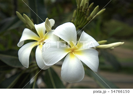 ハイビスカス ハワイ 白い花 ハワイオアフ島の写真素材
