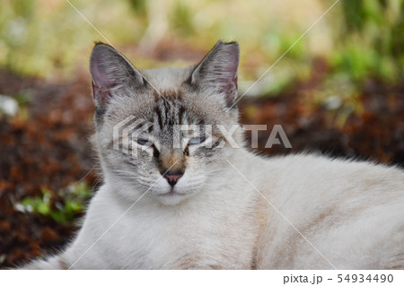 まぬけ顔 動物の写真素材 - PIXTA