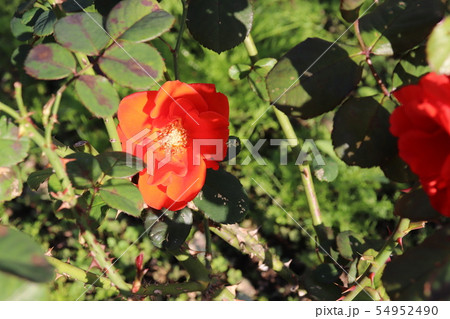 Tchin Tchin 植物 チンチンの写真素材