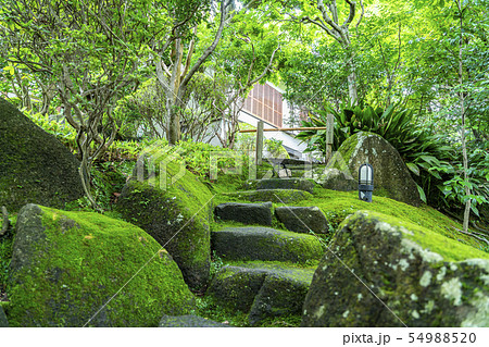 苔 階段 竹寺 鎌倉の写真素材