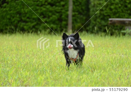 犬 散歩 チワワ 走るの写真素材