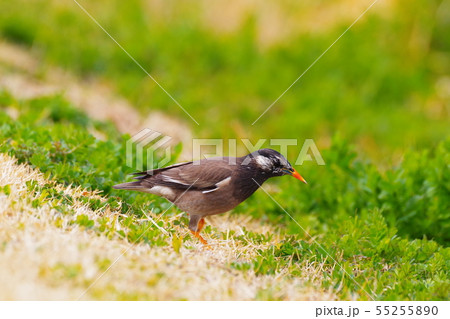 野鳥 小鳥 ムクドリ かわいいの写真素材 Pixta