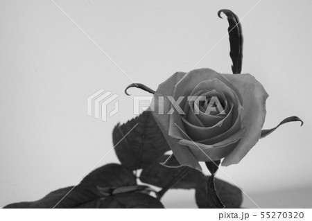 薔薇 モノクロ 一輪 白黒の写真素材