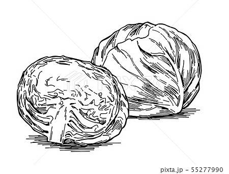 生野菜のイラスト素材
