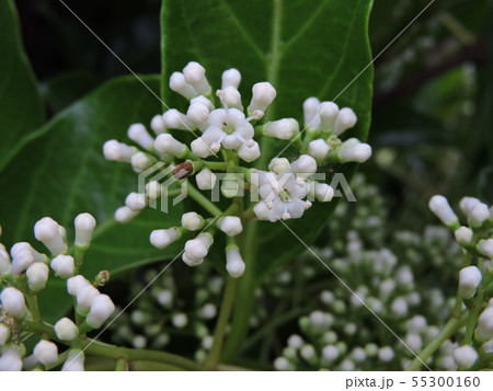 サンゴジュ 珊瑚樹 花 白色の写真素材