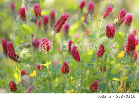 ストロベリートーチの写真素材