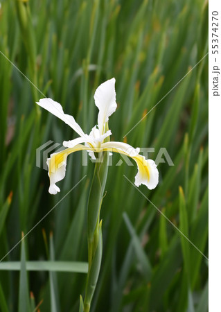 オクラレルカ 植物の写真素材